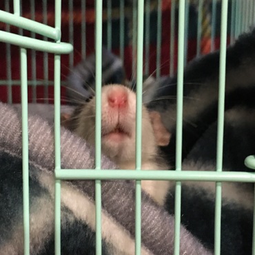 下から見てもかわいい、どこ見てもかわいい、もうかわいい