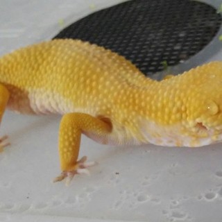 ヒョウモントカゲモドキの里親お願いします