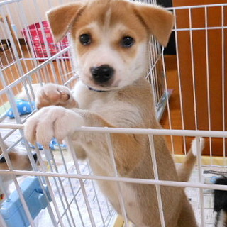 食欲旺盛！！２カ月弱の兄妹子犬の家族募集