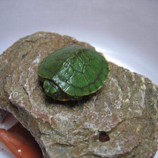 ミドリガメ募集