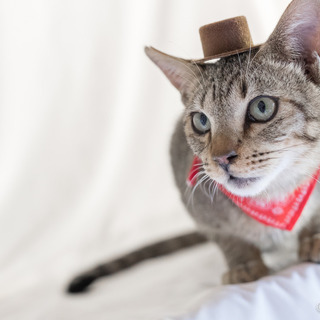 元気で甘えた　抱っこ大好き　ダイゴ君