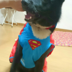 「スーパーワンコ！太郎丸！！」サムネイル2