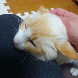 おっとりで甘えん坊なとめくん