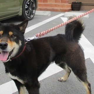 穏やか黒柴の純太郎くん