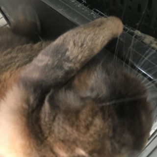 オスのロップイヤー5歳