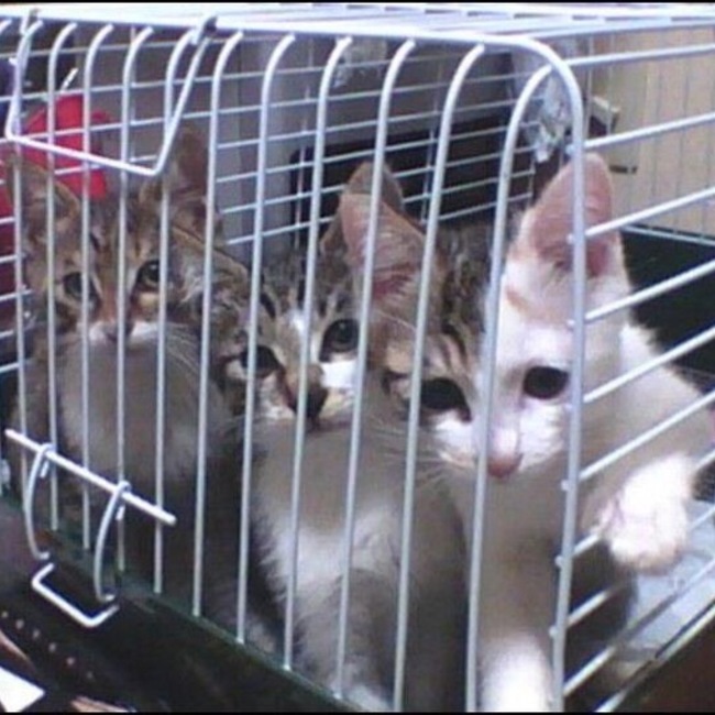 なかさん。のカバー写真