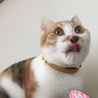 たましま