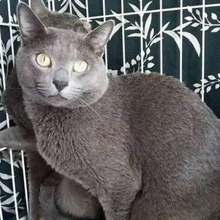 純血種ロシアンブルー2歳くらい♪ロメオくん