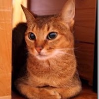 結維