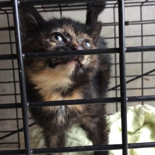 小さな子猫ちゃん