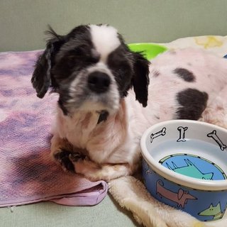 シーズー老犬15歳。立てません。腫瘍あり。