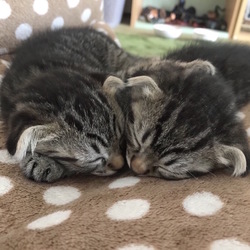 ＊子猫里親会＊一時預かりボランティアさん募集説明会