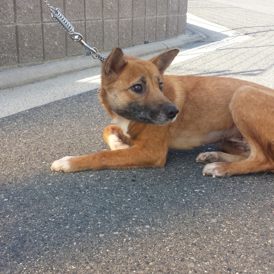バービーのカバー写真