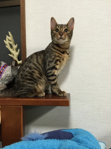 エビス