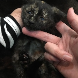 可愛いサビちゃん♪