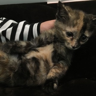 明るめサビちゃん♪