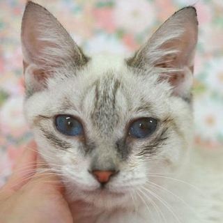 美猫ブルーアイ★シャムミックスのんちゃん