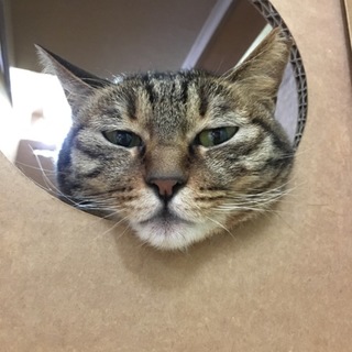 保護猫カフェ「ウル」