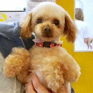 小さなトイプーの女の仔*うにちゃん