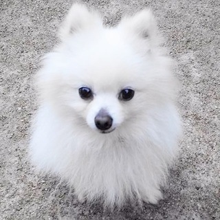 クリーム色のポメラニアン*かかし君