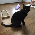 人馴れ抜群！片目の黒猫ちゃん