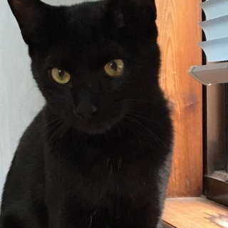 人馴れ抜群！黒猫ちゃん