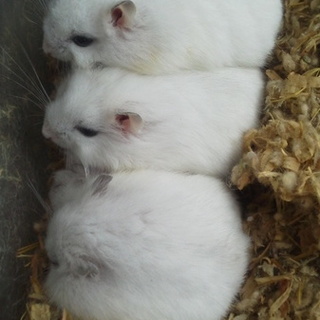 ハムスターの里親募集します