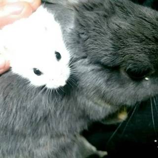 うさぎ１頭の里親募集中です。