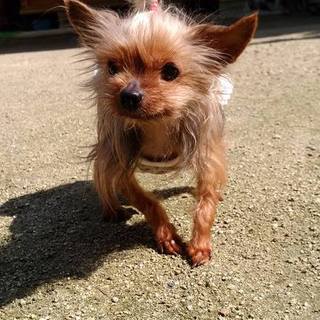 ヨーキー*ききちゃん