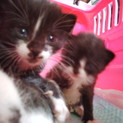 【緊急】生後4週、三匹一緒にお願いいたします。