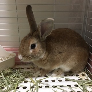 保護うさぎ：ピーターラビット色のクイチくん（オス）