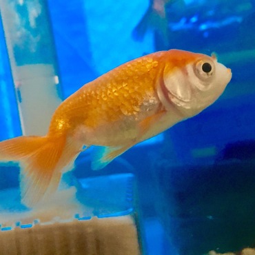 胴長らんちゅうのタイです♡口紅つけてます！