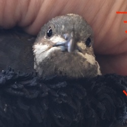 「レーザーにつんつん」サムネイル1