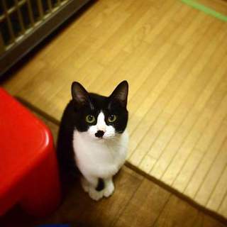 代理掲載・チャップリンとメルシー