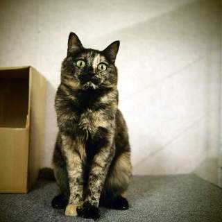 代理掲載・かぐやちゃん