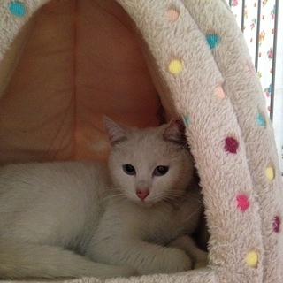 可愛い小柄の白猫 ちゃん オッドアイのタマコ