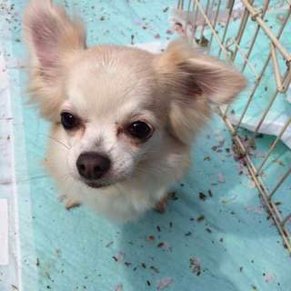 「プラム」少し臆病ですが人が好き