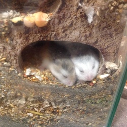 ロボベビー、お目見え