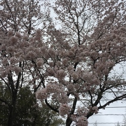 「犯人はいつも」サムネイル2