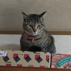 「犯人はいつも」サムネイル3