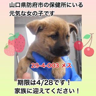 里親さまに迎えられました！