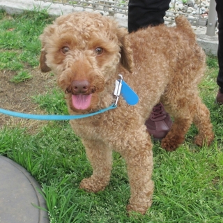 ☆元気をくれるとんとん君☆