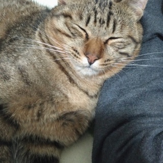 1歳の猫ちゃん里親を探しております！