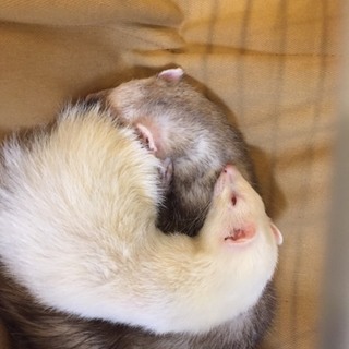 フェレット２匹一緒にお願いします。