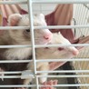 フェレット２匹一緒にお願いします。 サムネイル3