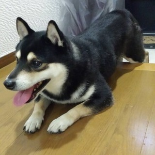 里親になってくださる方探しています。