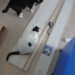 「トムさん、桐の寝床作りました」サムネイル1