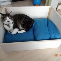 「トムさん、桐の寝床作りました」サムネイル2