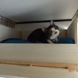 「トムさん、桐の寝床作りました」サムネイル3