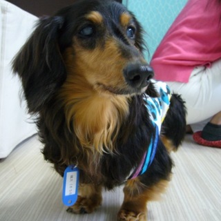 Ｍダックス　推定１２歳　仮名☆颯太（そうた）